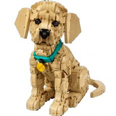 Golden Retriever Welpe